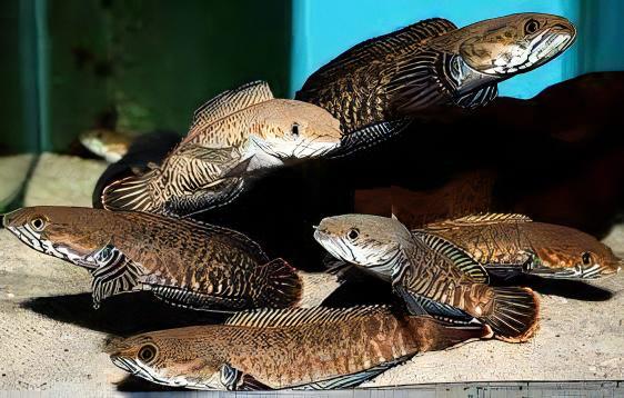 Blue Rainbow Snakehead Channa Andrao Bleheri 10cm - Image 4