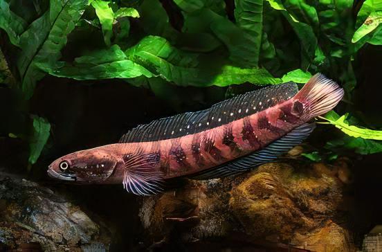 Chinese Red Snakehead Channa Asiatica 10cm - Image 4