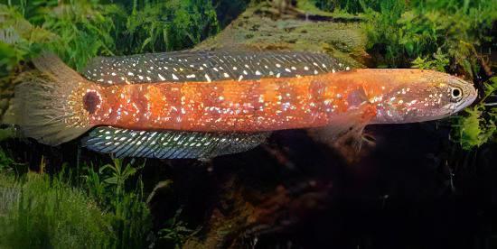 Chinese Red Snakehead Channa Asiatica 10cm - Image 6
