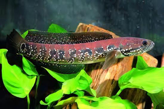 Chinese Red Snakehead Channa Asiatica 10cm - Image 3