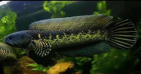 Black and Gold Cobra Snakehead Chana Aurantimaculata 12cm - Image 5