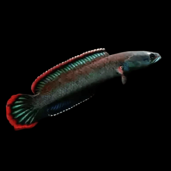 Fire and Ice Snakehead Channa Berasal Dari 12cm