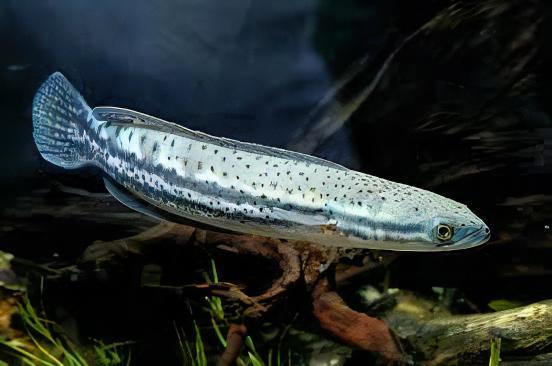 Malabar Snakehead Channa Diplogramma 10cm - Image 4