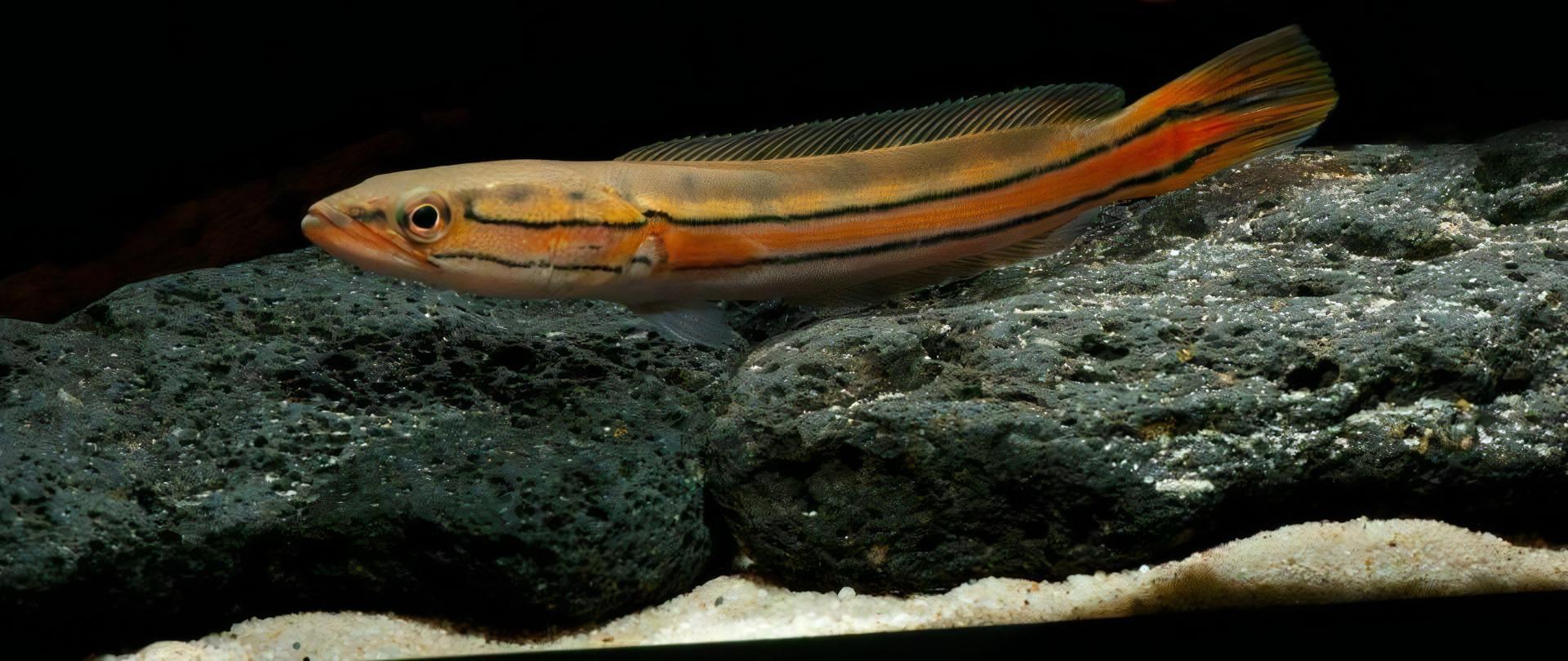 Malabar Snakehead Channa Diplogramma 10cm - Image 5