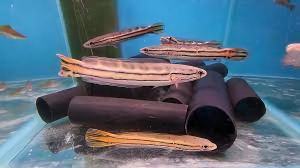 Malabar Snakehead Channa Diplogramma 10cm - Image 6