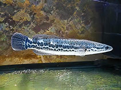 Malabar Snakehead Channa Diplogramma 10cm - Image 3
