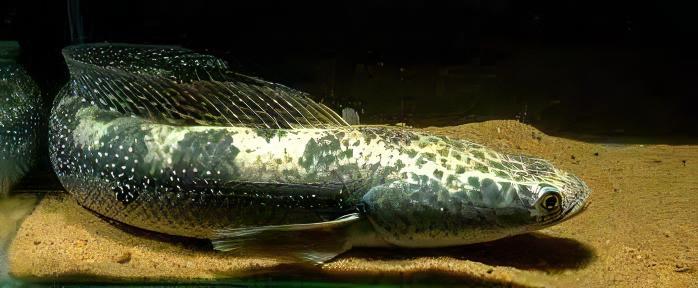 Bullseye Snakehead Channa Marulius 10cm - Image 6