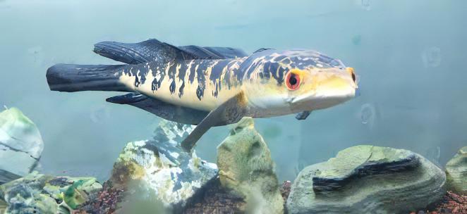 Bullseye Snakehead Channa Marulius 10cm - Image 3