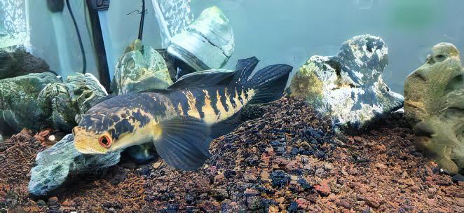 Bullseye Snakehead Channa Marulius 10cm - Image 4