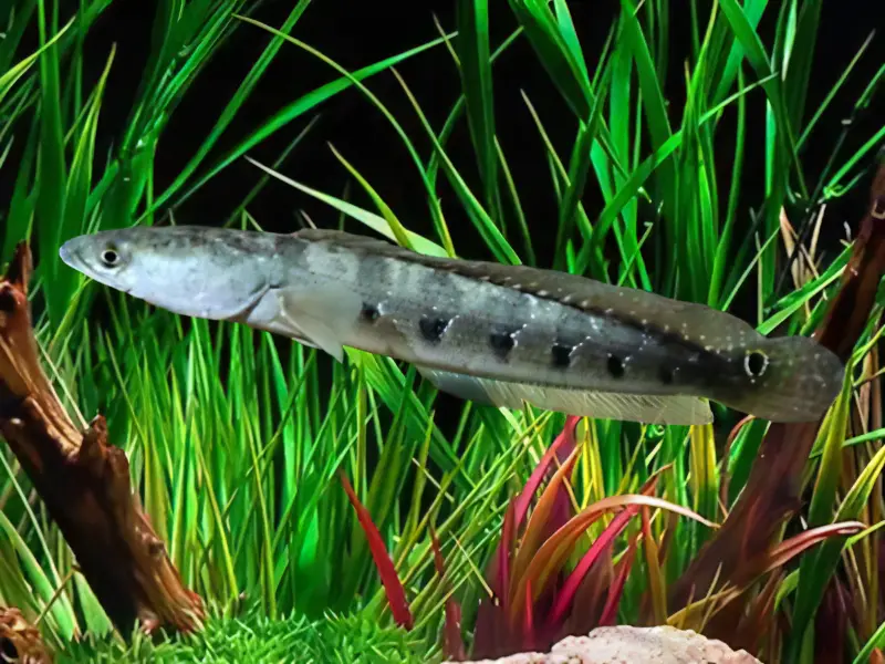 Bullseye Snakehead Channa Marulius 10cm - Image 5