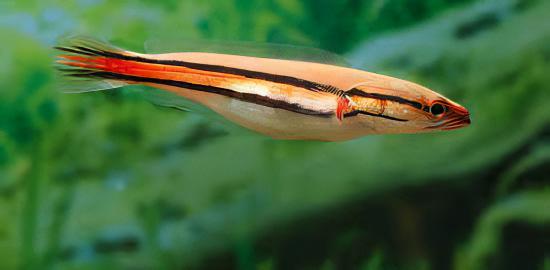 Giant Red Snakehead Channa Micropeltes 10cm - Image 4
