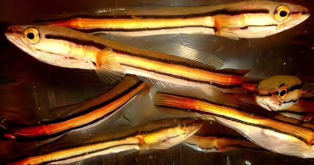 Giant Red Snakehead Channa Micropeltes 10cm - Image 6