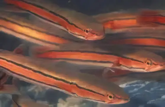 Giant Red Snakehead Channa Micropeltes 10cm - Image 5