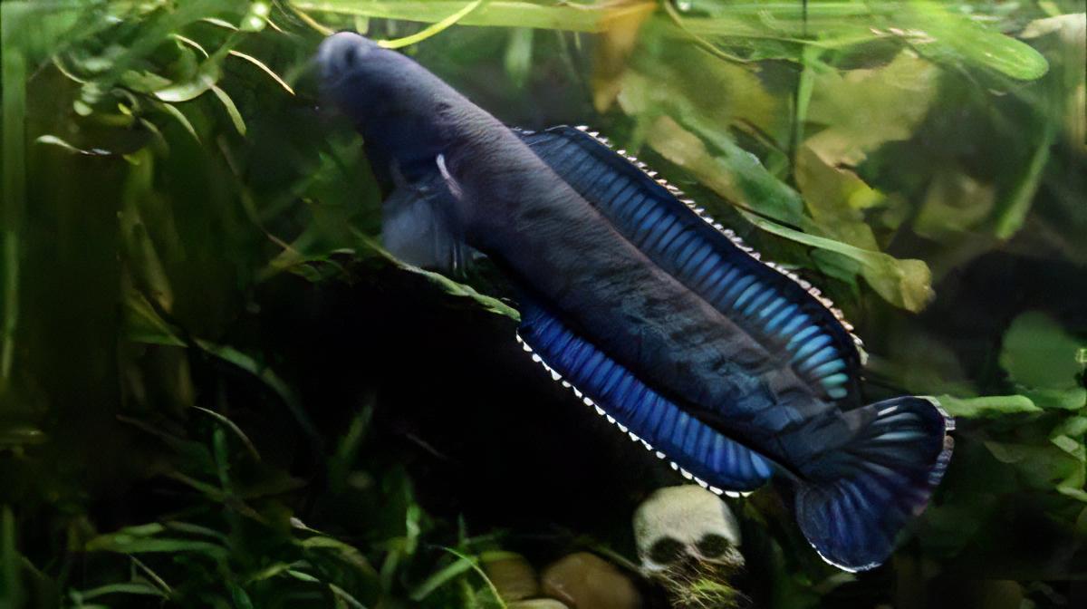 Meghalaya Leopard Snakehead Channa Pardalis 20cm - Image 4