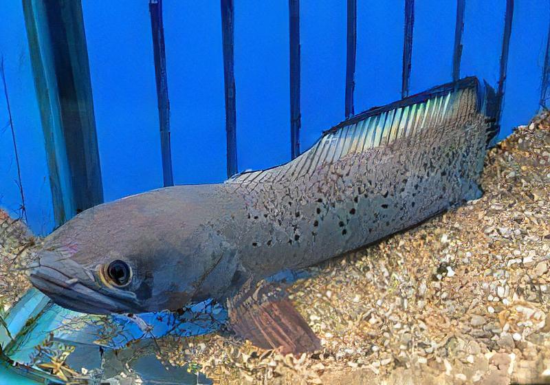 Meghalaya Leopard Snakehead Channa Pardalis 20cm - Image 6
