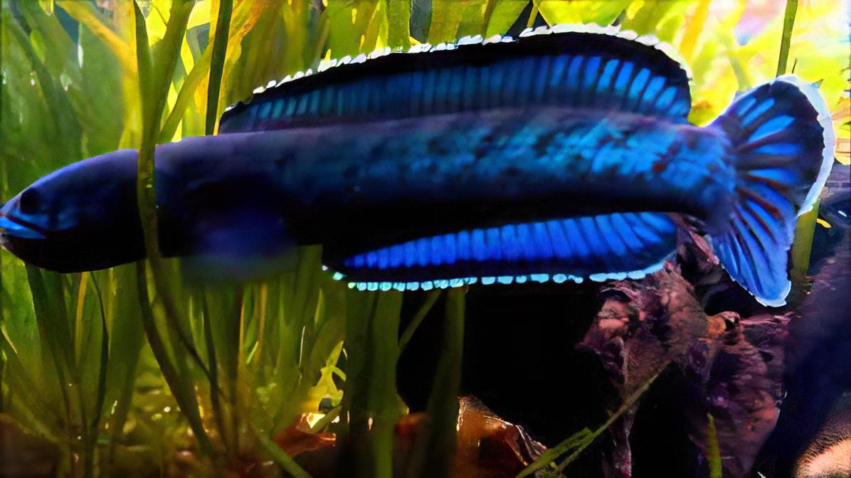 Meghalaya Leopard Snakehead Channa Pardalis 20cm - Image 3