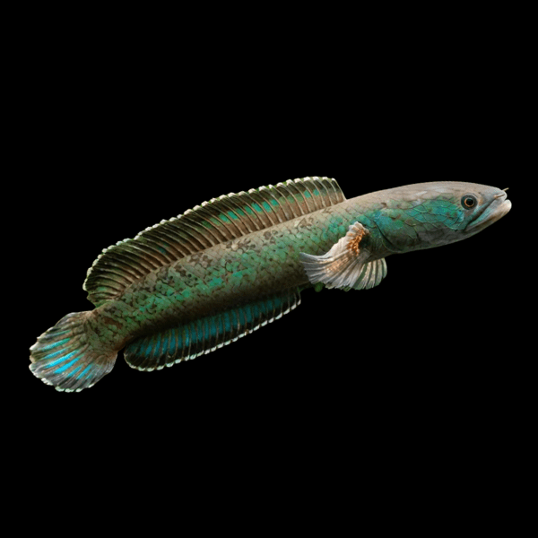 Green Emerald Snakehead Channa Royi 10cm