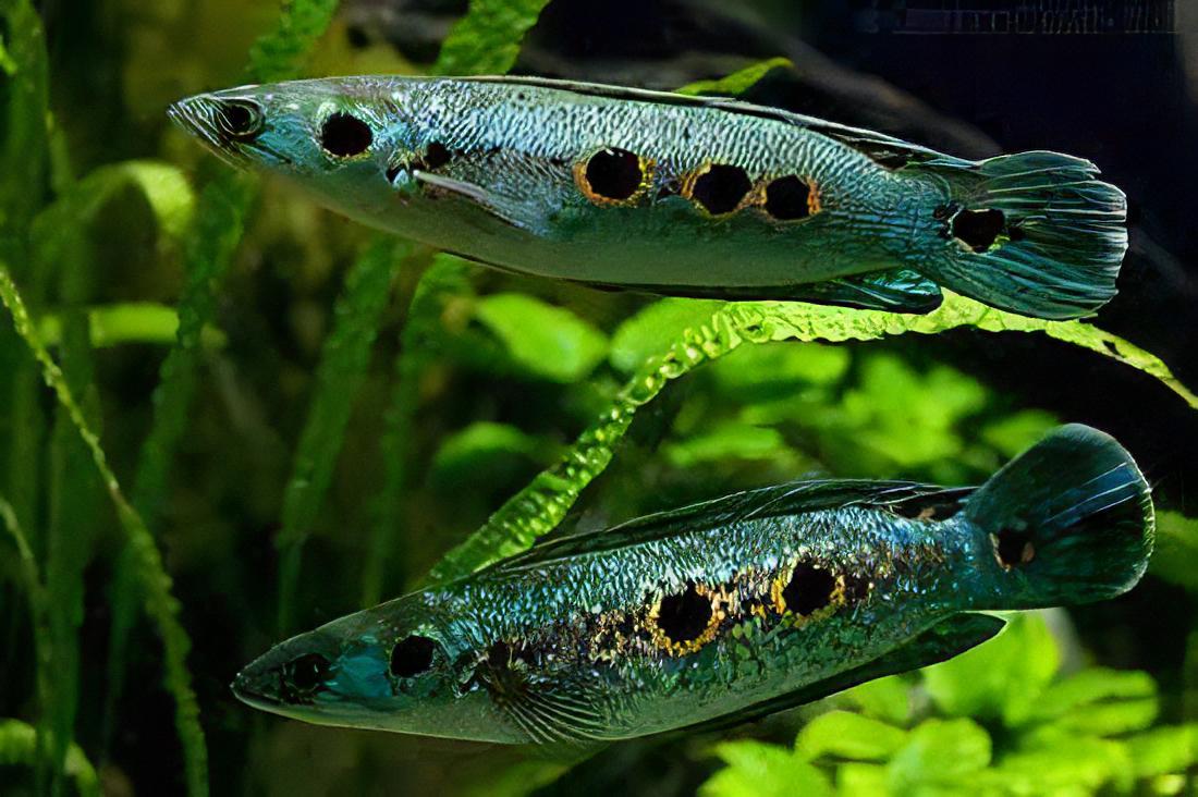 Ocellated Snakehead Channa Pleurophthalma 10cm - Image 4