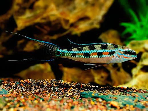Checkerboard Cichlid Dicrossus Filamentosus 3cm - Image 7