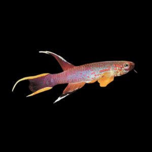 Chocolate Lyretail Panchax Aphyosemion Australe 3cm