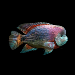Cichlasoma Breidohri Vieja Angostura Cichlid 5cm