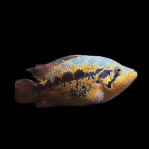 Cichlasoma Loisellei Guapote Amirillo Cichlid 5cm