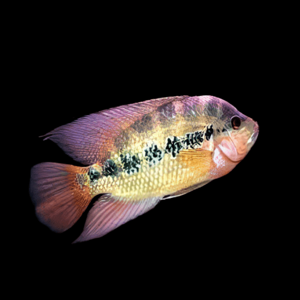 Cichlasoma Lyonsi Lyonsi Cichlid 5cm