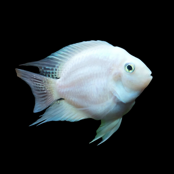 Cichlasoma Nigrofasciatum Balloon Albino Convict Cichlid 5cm