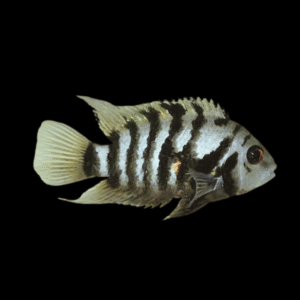 Cichlasoma Nigrofasciatum Convict Cichlid 5cm
