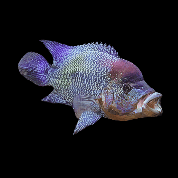 Turquoise Ornate Cichlid Cichlasoma Ornatum 10cm