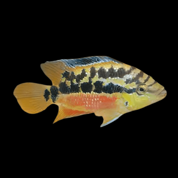 Cichlasoma Salvini Salvini Cichlid 5cm