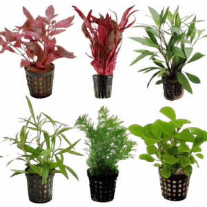 Ten Potted Plants Assorted Cichlid Safe Plants