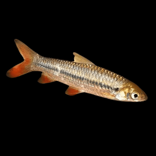 Cigar Shark Leptobarbus Rubripinna 8cm