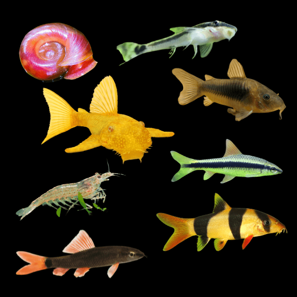 Assorted Clean Up Crew 3cm