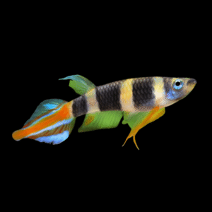Clown Killifish Banded Panchax Epiplatys Annulatus 2cm