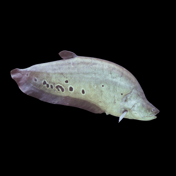 Clown Knife Fish Notopterus Chitala 10cm