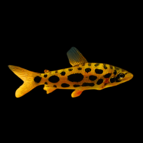 Clown Spotted Leporinus Leporinus Nijsseni 5cm