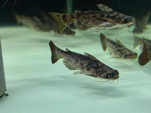 Colombian Wood Catfish Trachelyopterus Insignis 5cm - Image 6