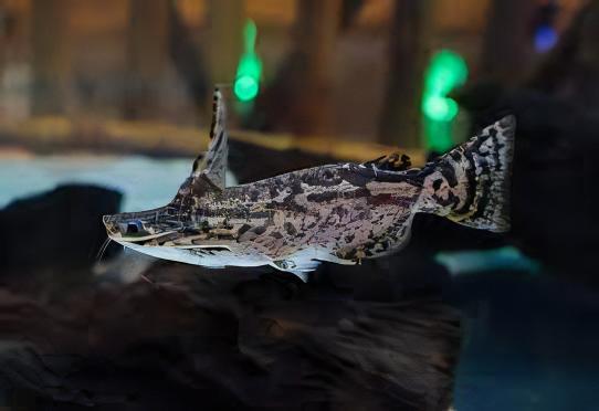 Colombian Wood Catfish Trachelyopterus Insignis 5cm - Image 5