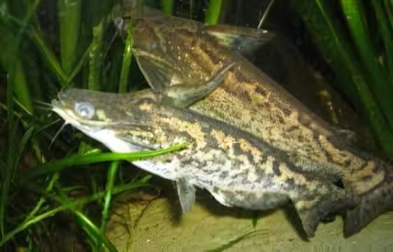 Colombian Wood Catfish Trachelyopterus Insignis 5cm - Image 7