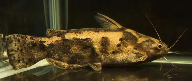 Colombian Wood Catfish Trachelyopterus Insignis 5cm - Image 8