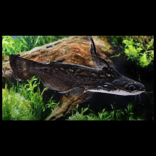 Colombian Wood Catfish Trachelyopterus Insignis 5cm - Image 4