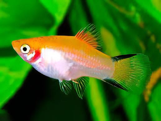 Comet Gold Platy Xiphophorus Maculatus 3cm - Image 5