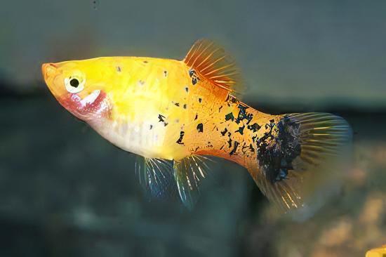 Comet Gold Platy Xiphophorus Maculatus 3cm - Image 6