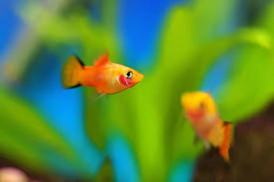 Comet Gold Platy Xiphophorus Maculatus 3cm - Image 7