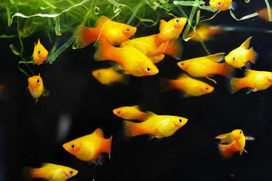 Comet Gold Platy Xiphophorus Maculatus 3cm - Image 8