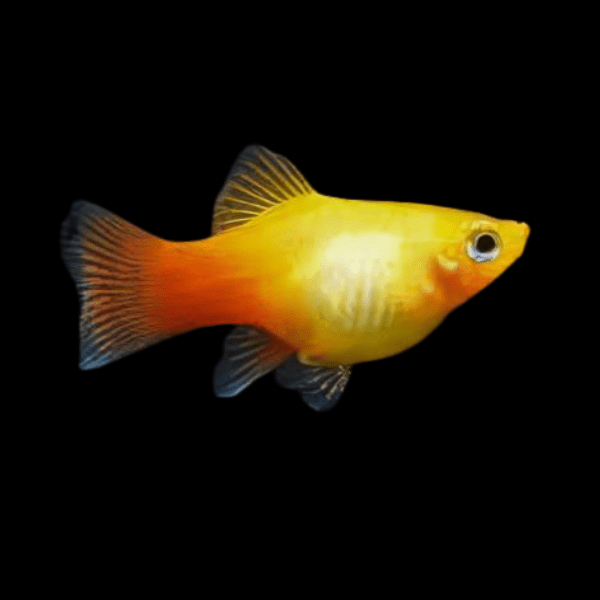 Comet Gold Platy Xiphophorus Maculatus 3cm
