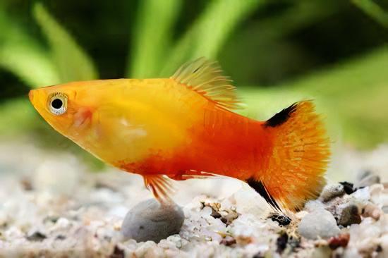 Comet Gold Platy Xiphophorus Maculatus 3cm - Image 4