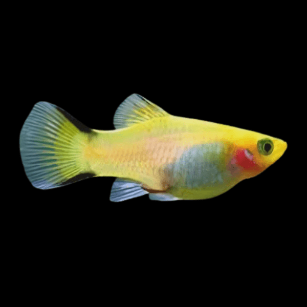 Comet Platy Xiphophorus Maculatus 3cm