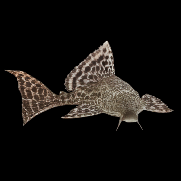 Common Pleco Hypostomus Plectostomus 5cm